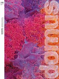 Domus : architettura e arredamento dell'abitazione moderna in citta' e in campagna