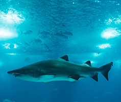 Editoriales depredadoras